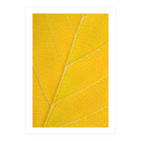 Autumn Leaf (Print Only) thumbnail