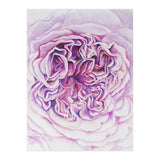 A Rose Is A Rose Std (Print Only) thumbnail