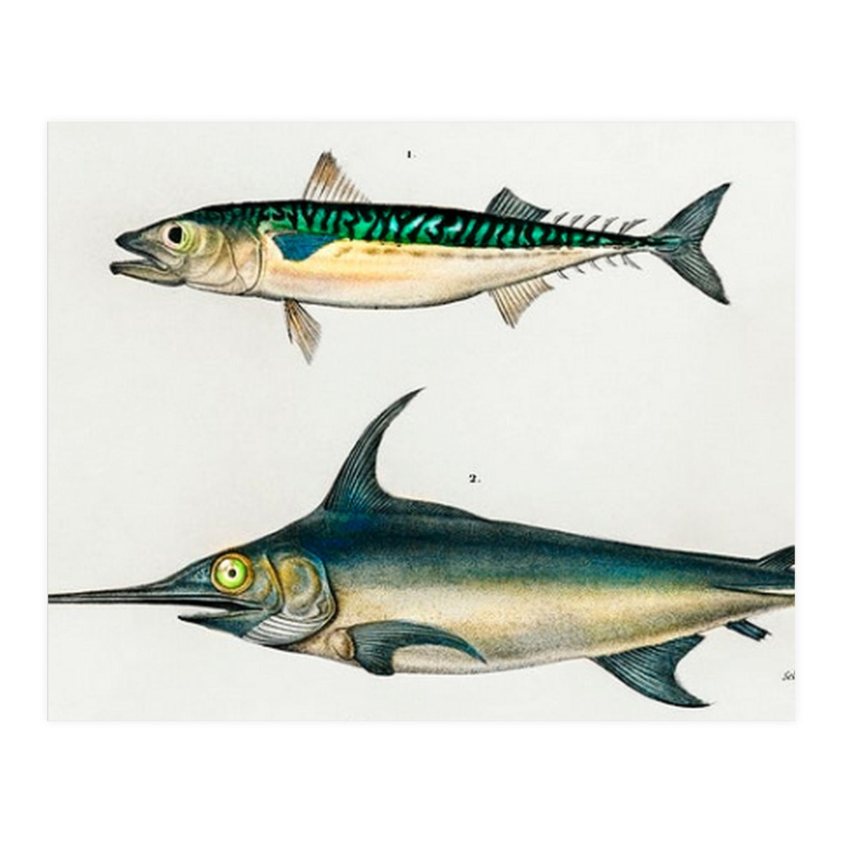 Different types of fishes illustrated  (Print Only)