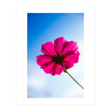 RED FLOWER (Print Only) thumbnail