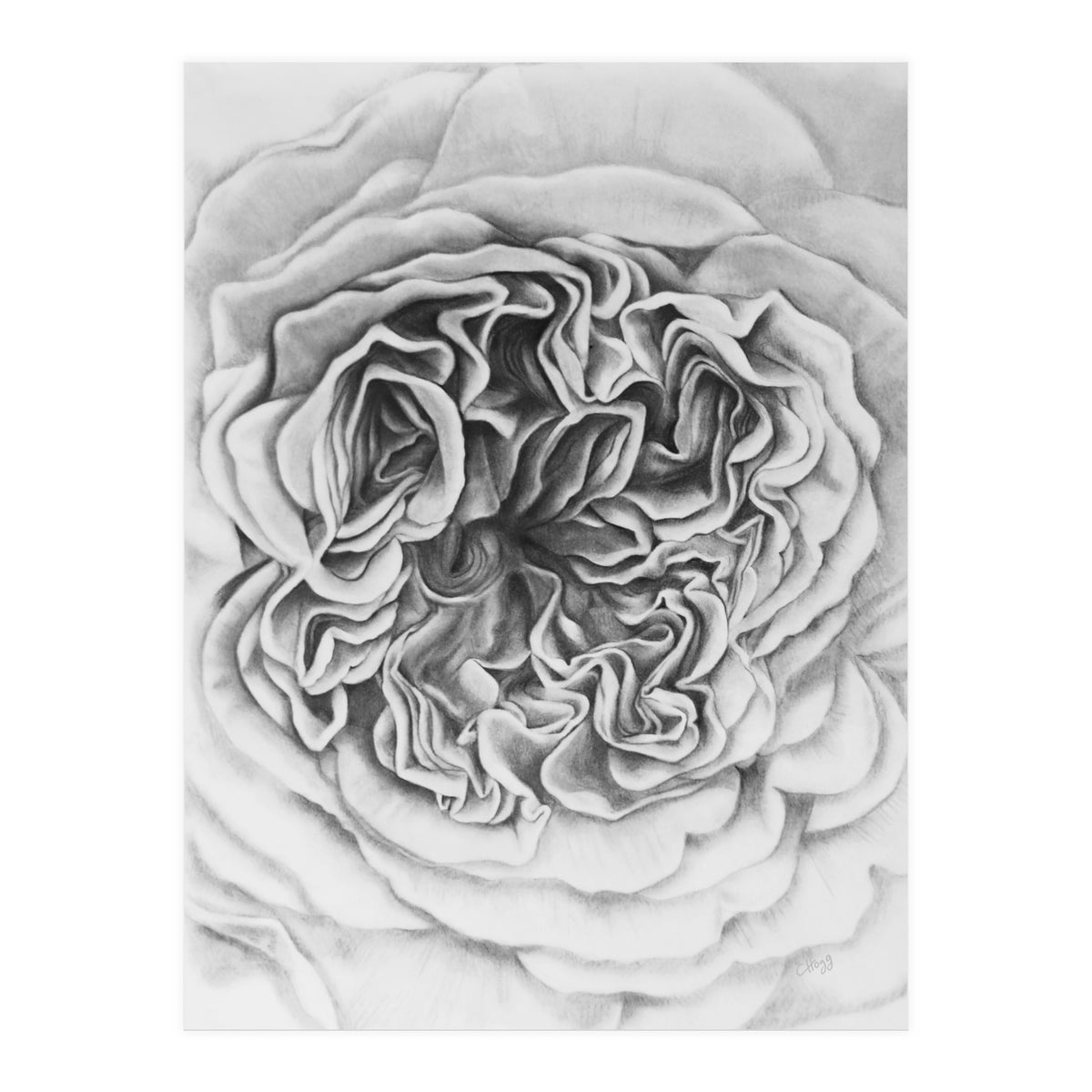 A Rose in Monochrome (Print Only)