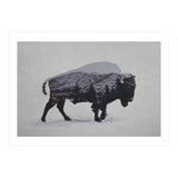 The American Bison (Print Only) thumbnail