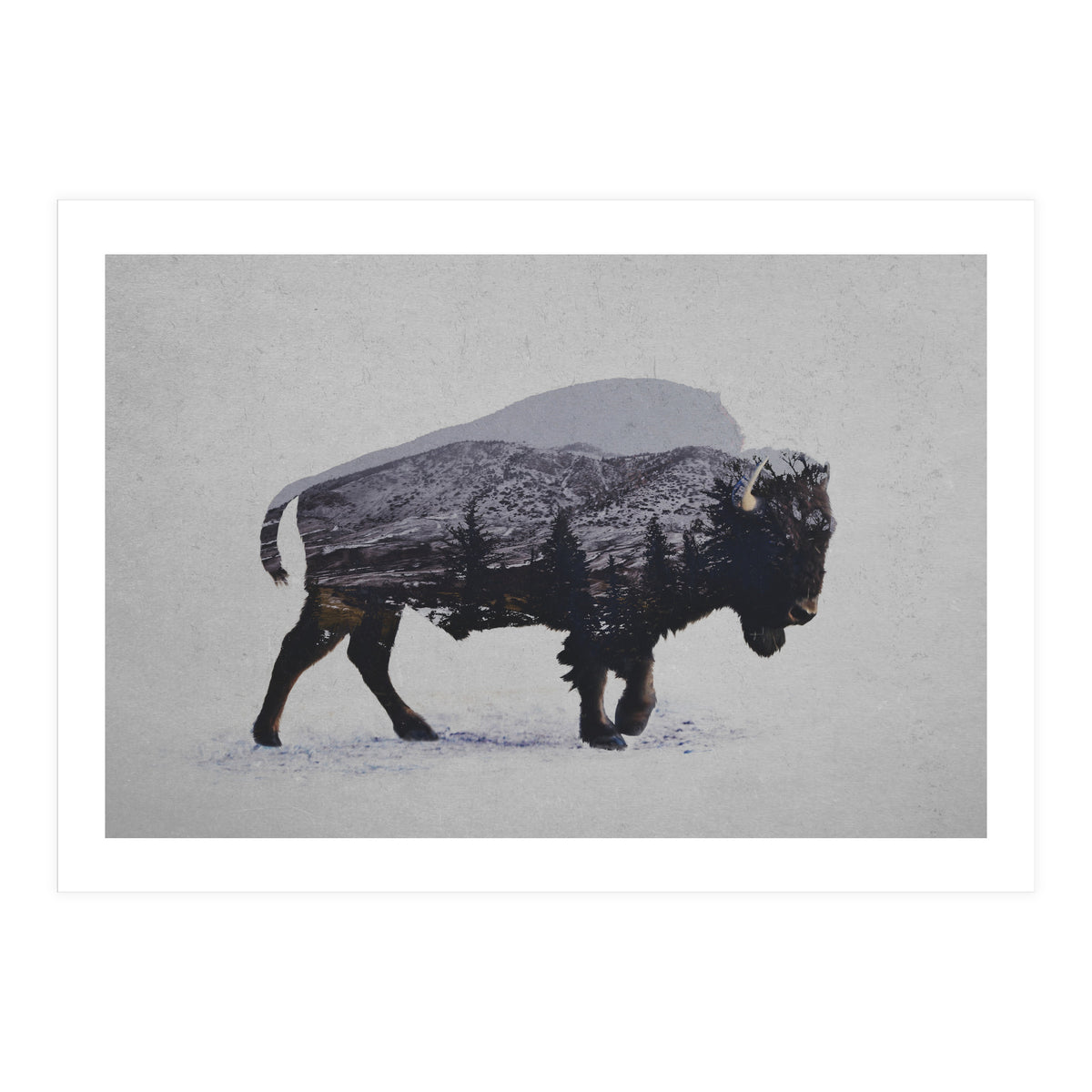 The American Bison (Print Only)