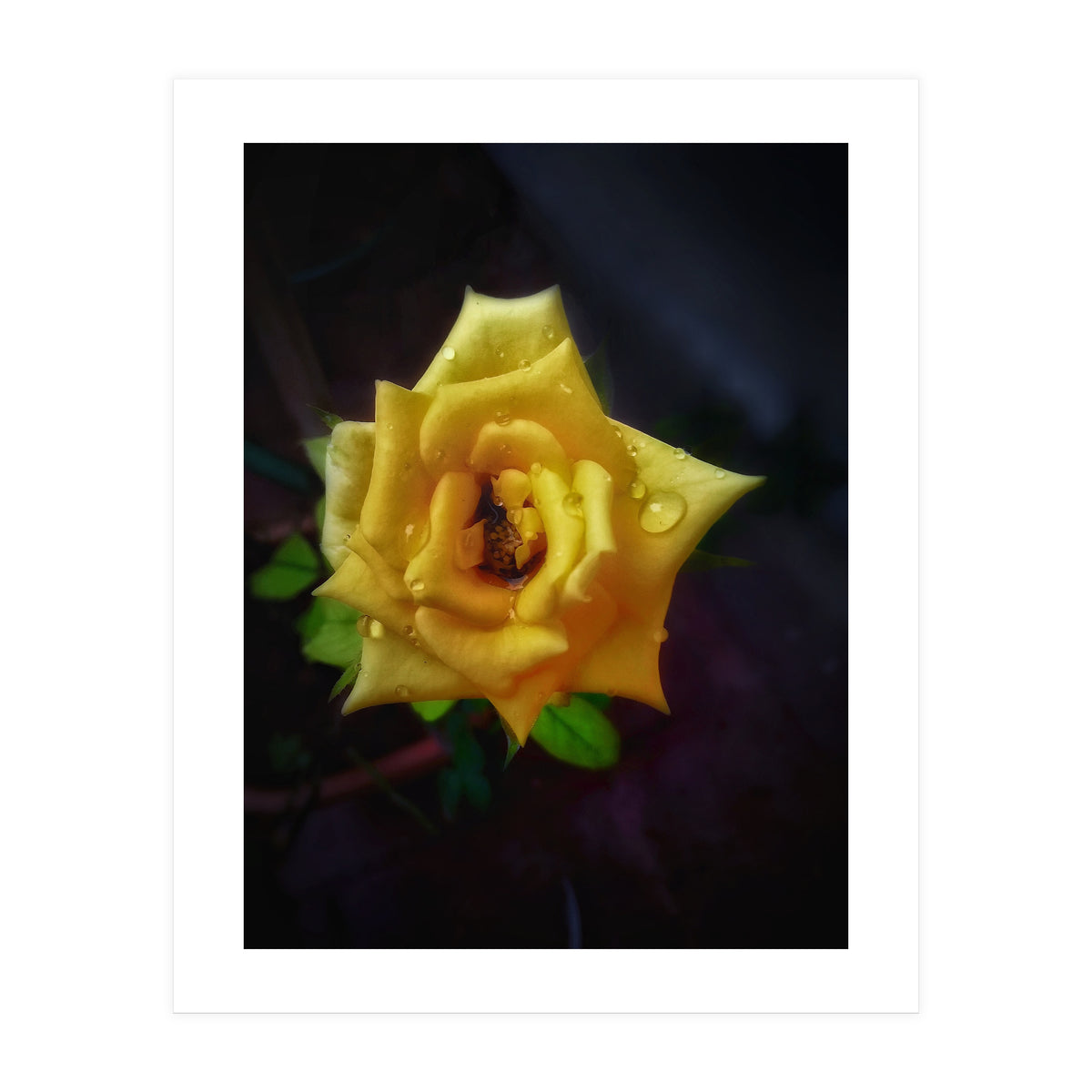 Yellow Flora (Print Only)