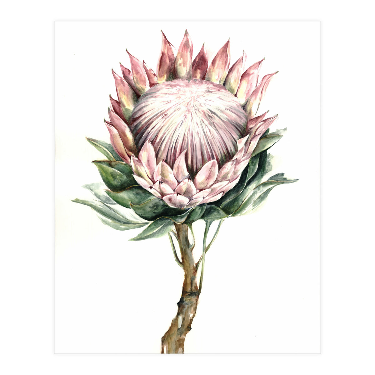 Protea (Print Only)
