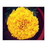 Yellow Chrysanthemum (Print Only) thumbnail