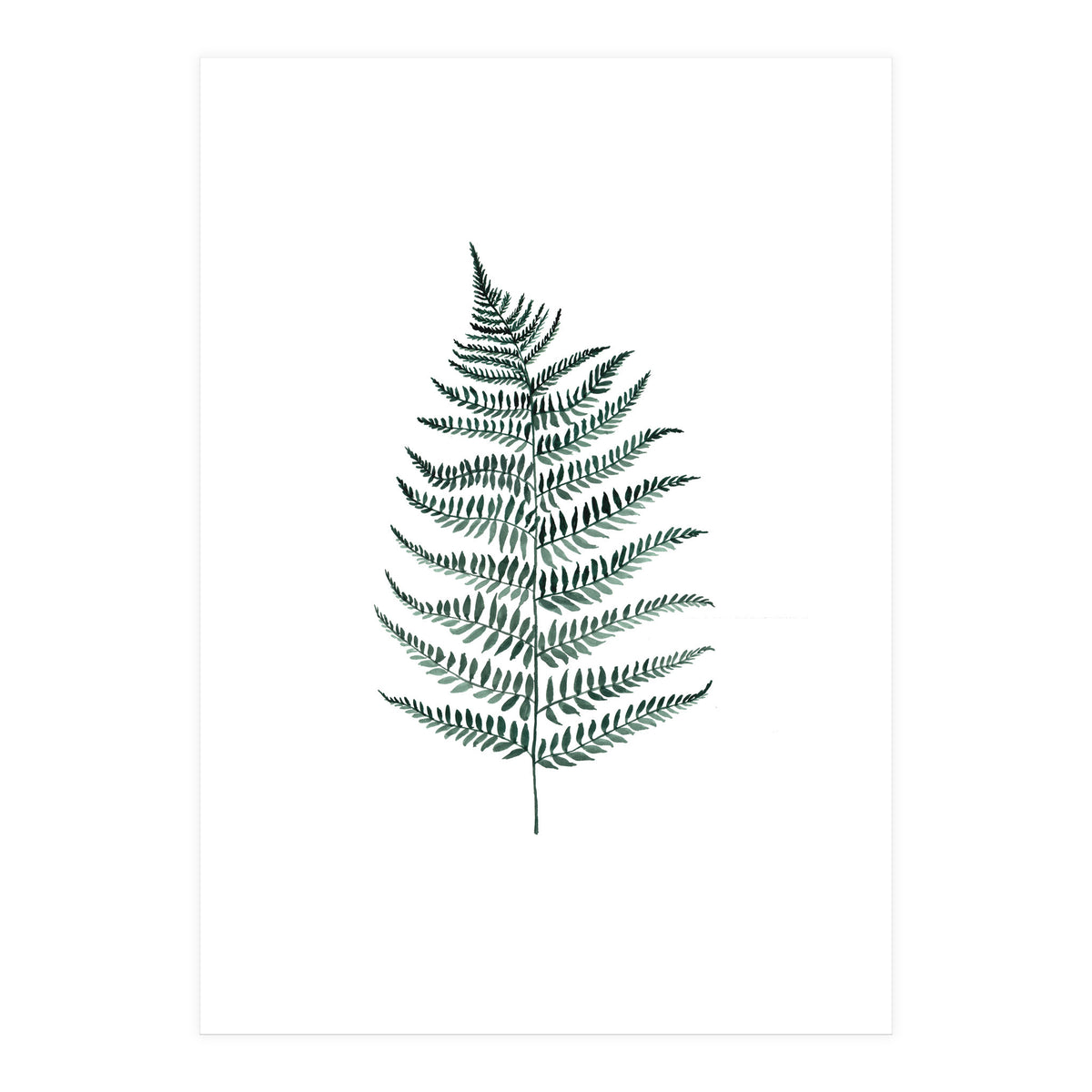 Botanical Illustration Silverfern (Print Only)