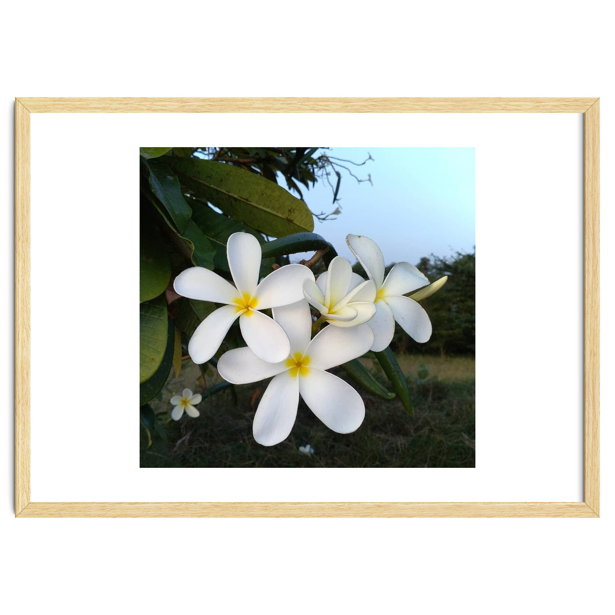 Frangipani