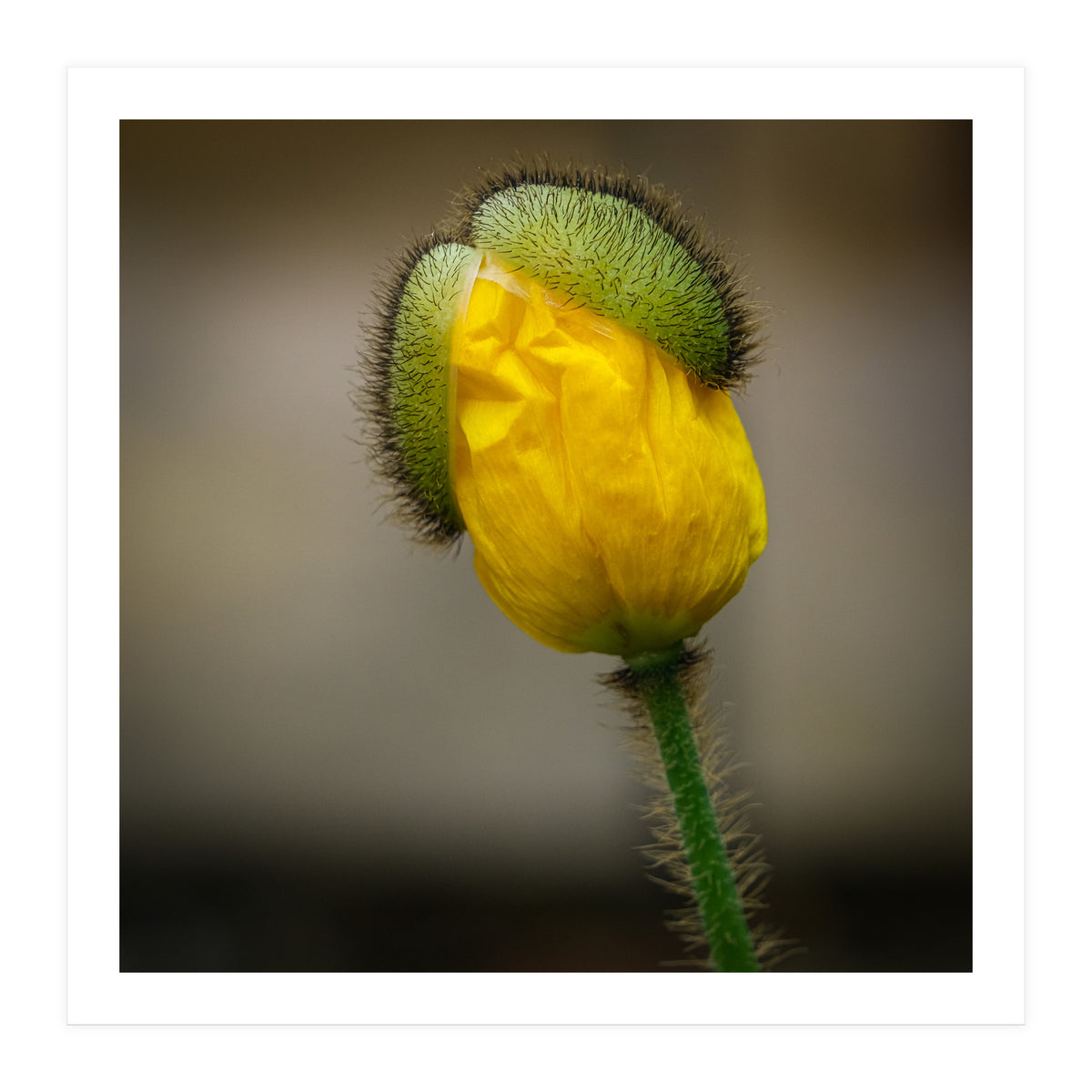 Yellow Poppy Opening  (Print Only)