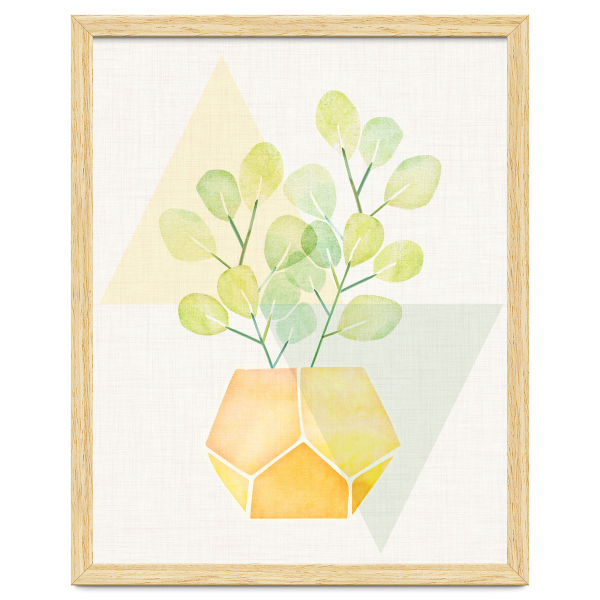 Geometry and House Plant