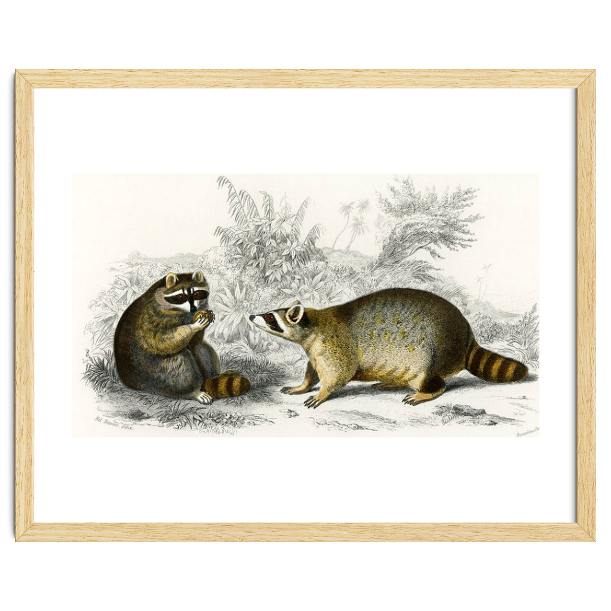 Raccoon illustrated