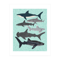 Sharks (Print Only)