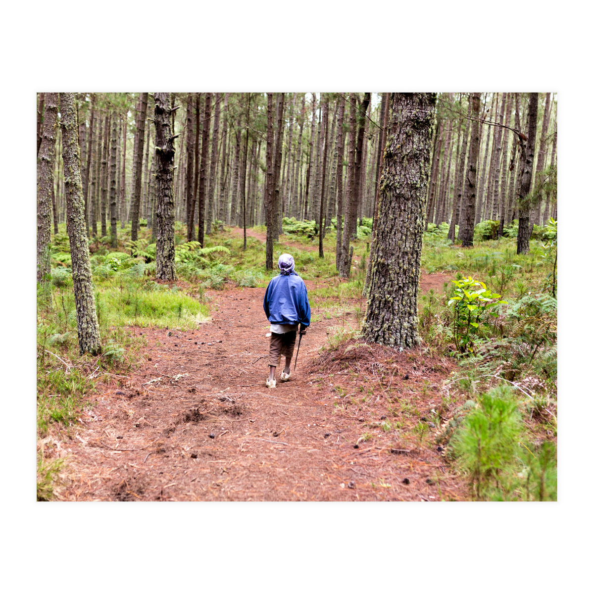 Into the forest (Print Only)