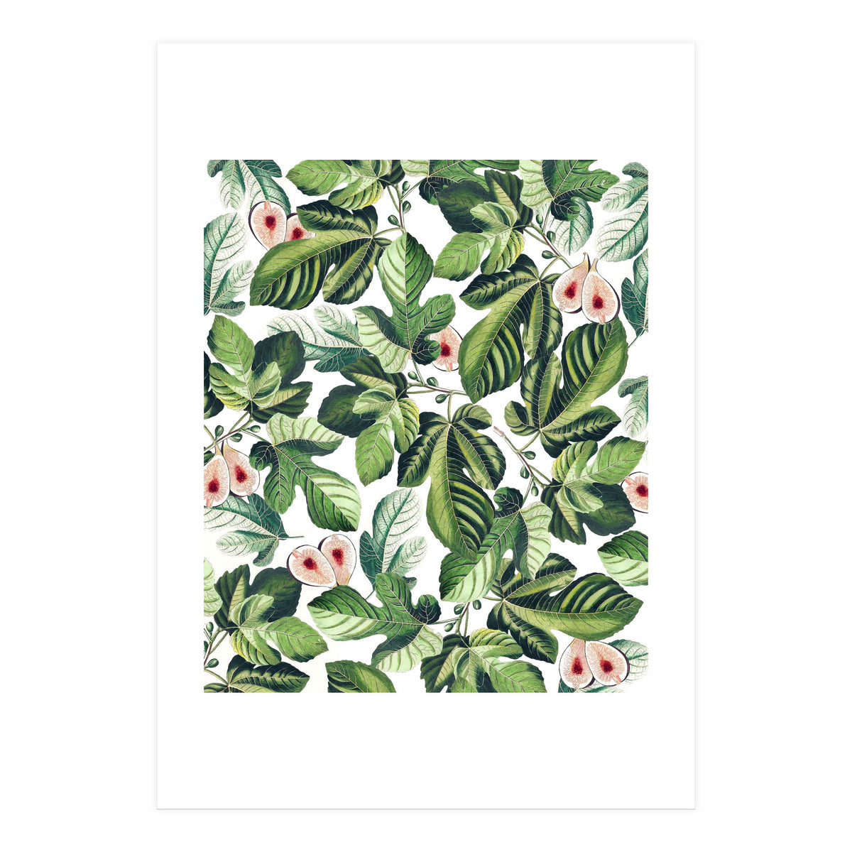 Fig Garden (Print Only)