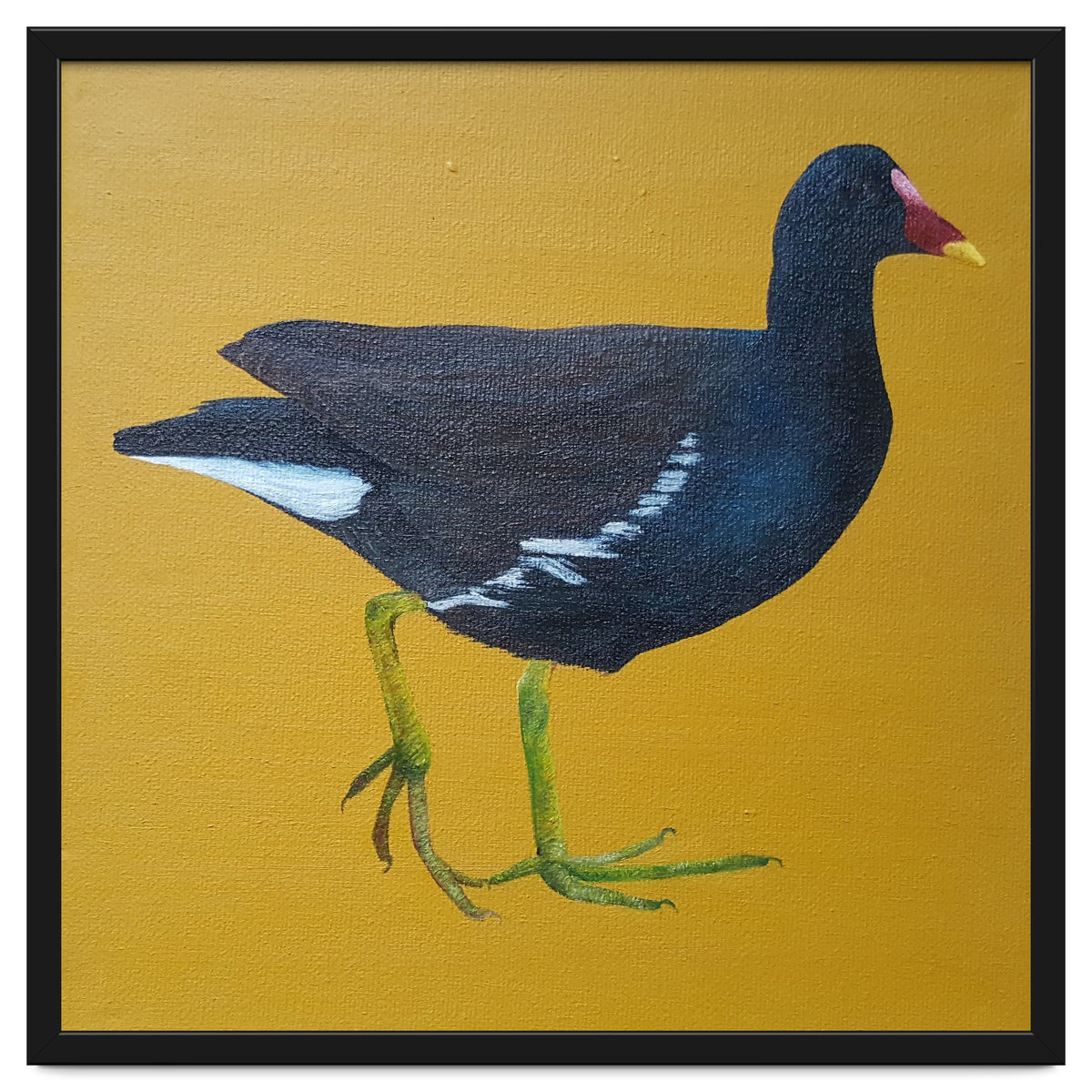Moorhen