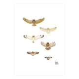 Typical owls & Barn owl (Print Only) thumbnail