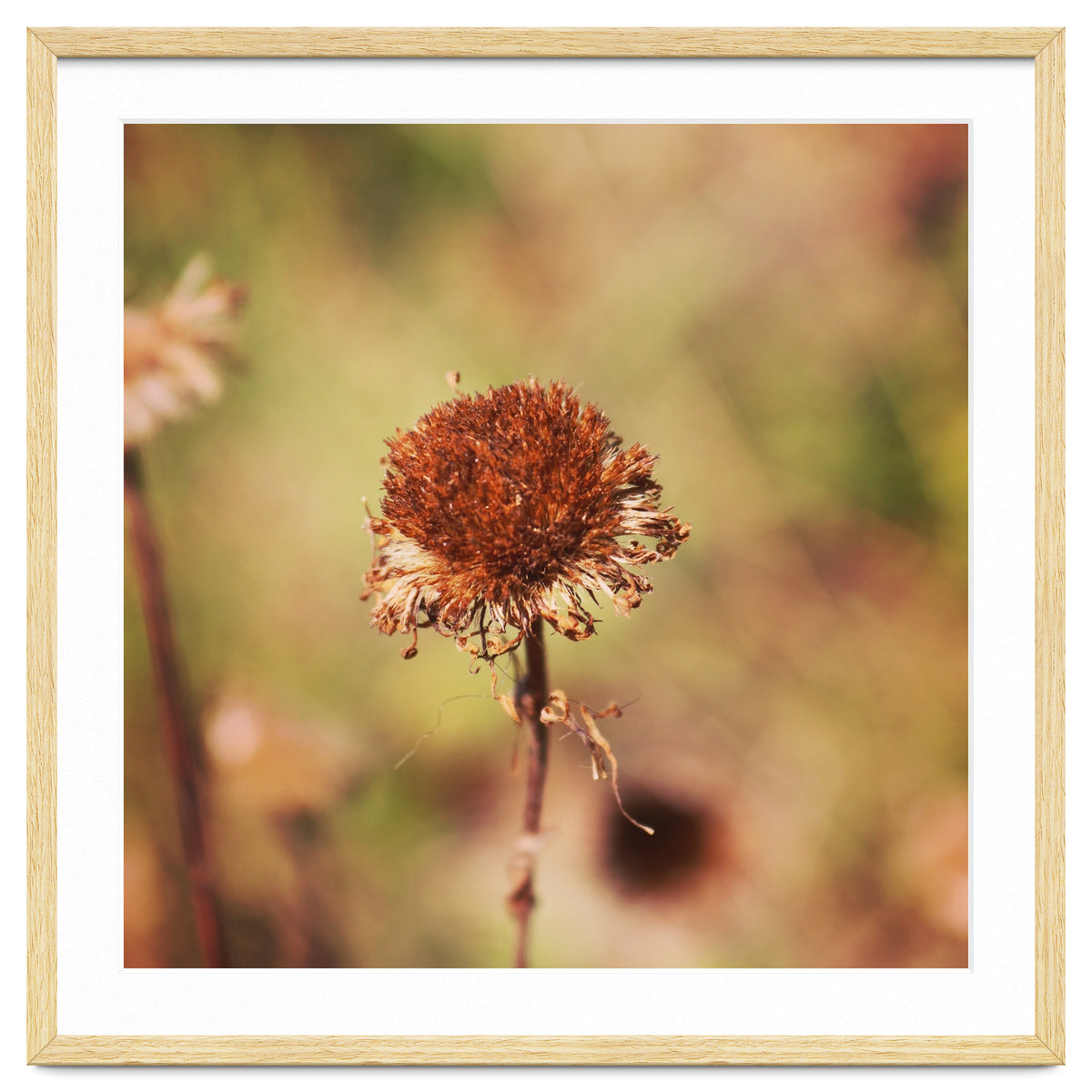 dried daisy