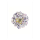 A Peony In Grey Std (Print Only) thumbnail