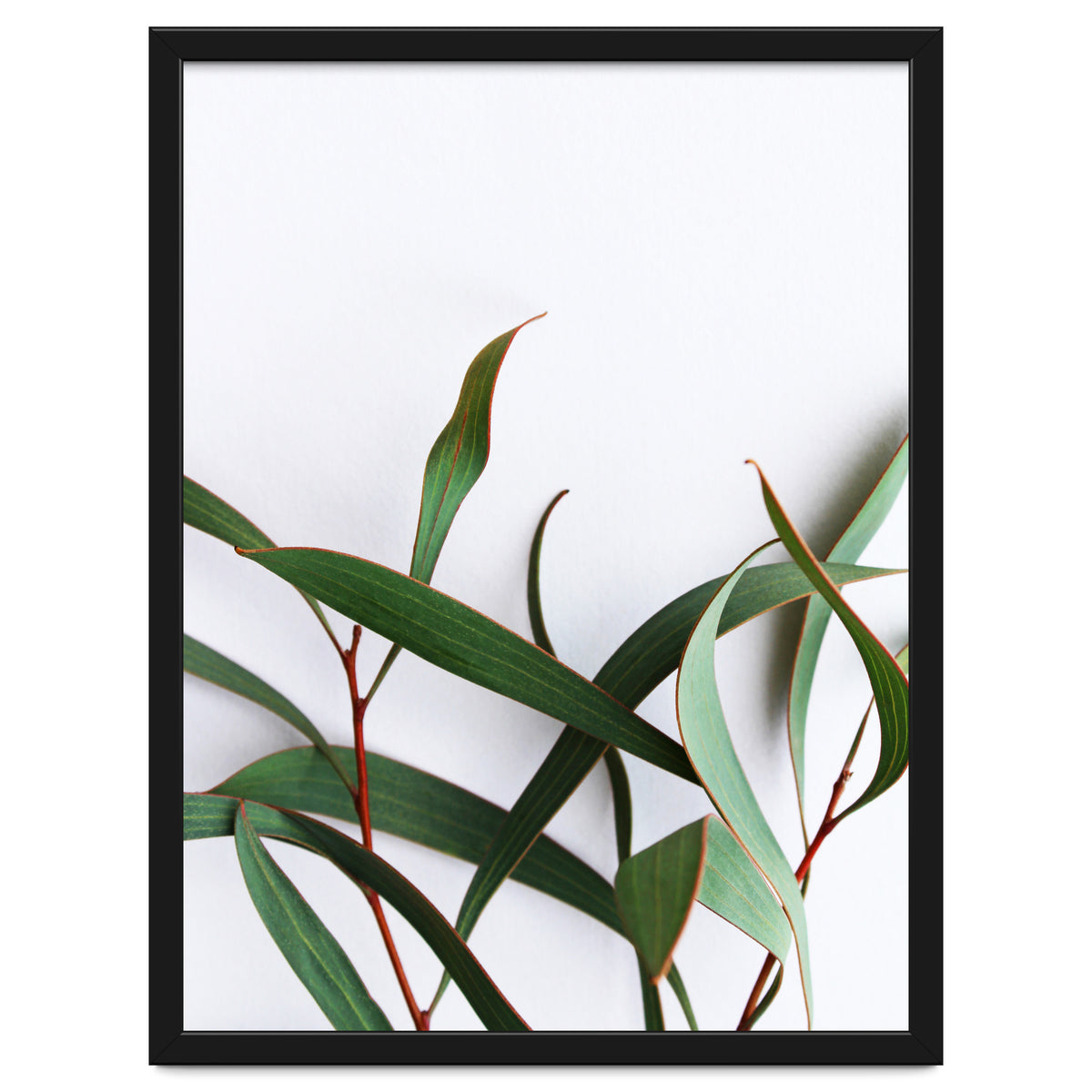 Green Eucalyptus leaves