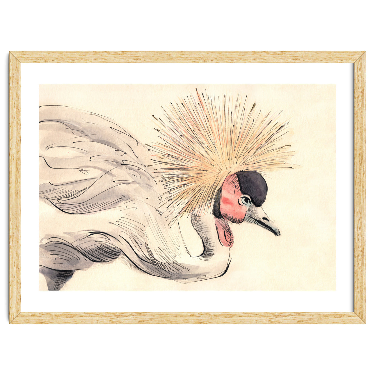 Crowned Crane