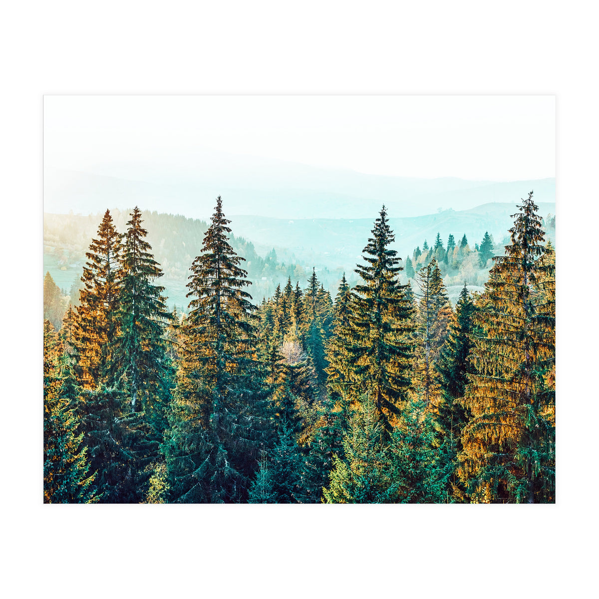 Pine Beauty (Print Only)