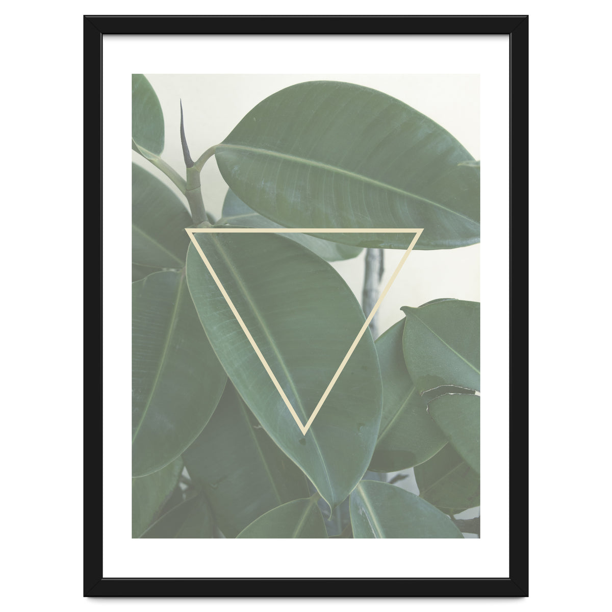 ficus triangle