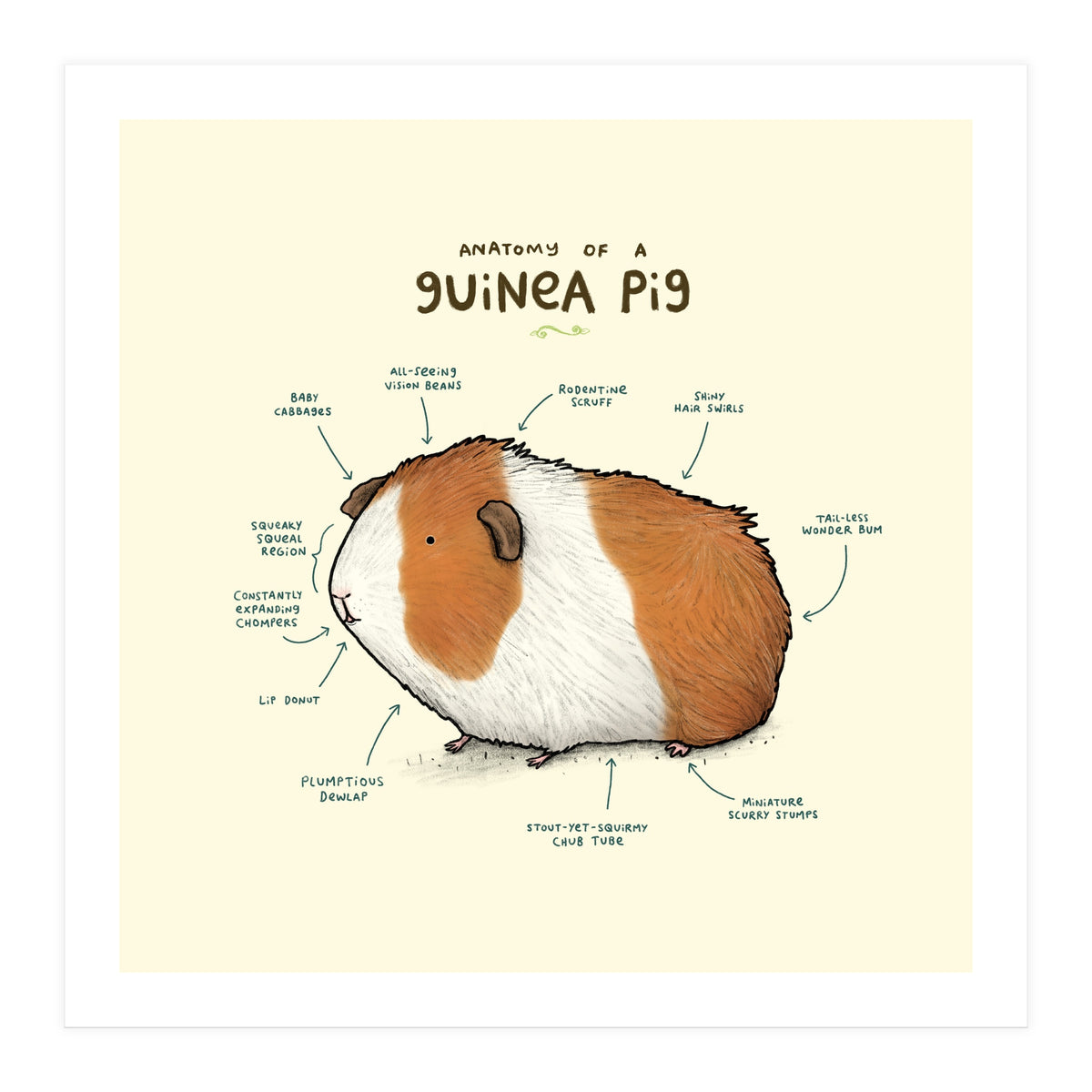 Anatomy Of A Guniea Pig (Print Only)