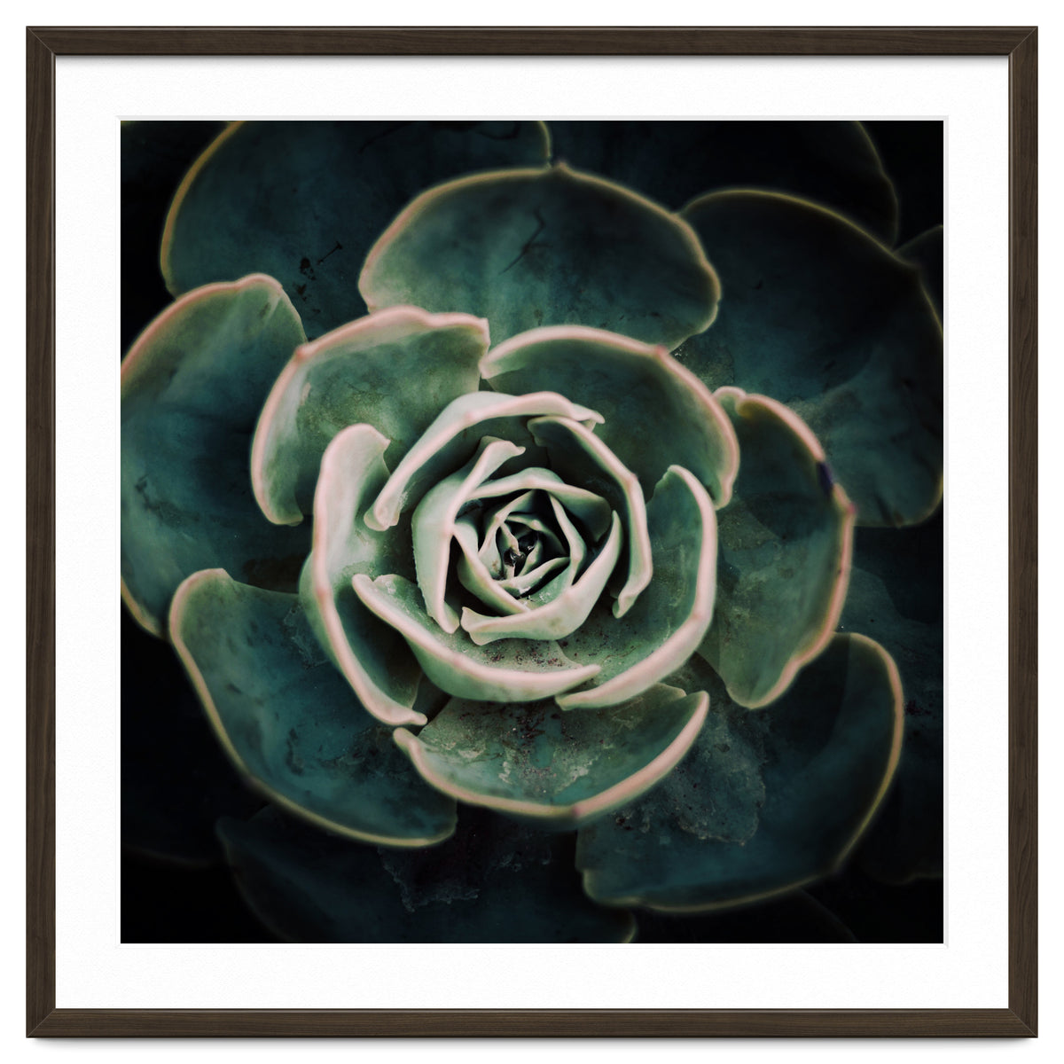 DARKSIDE OF SUCCULENTS IV-A