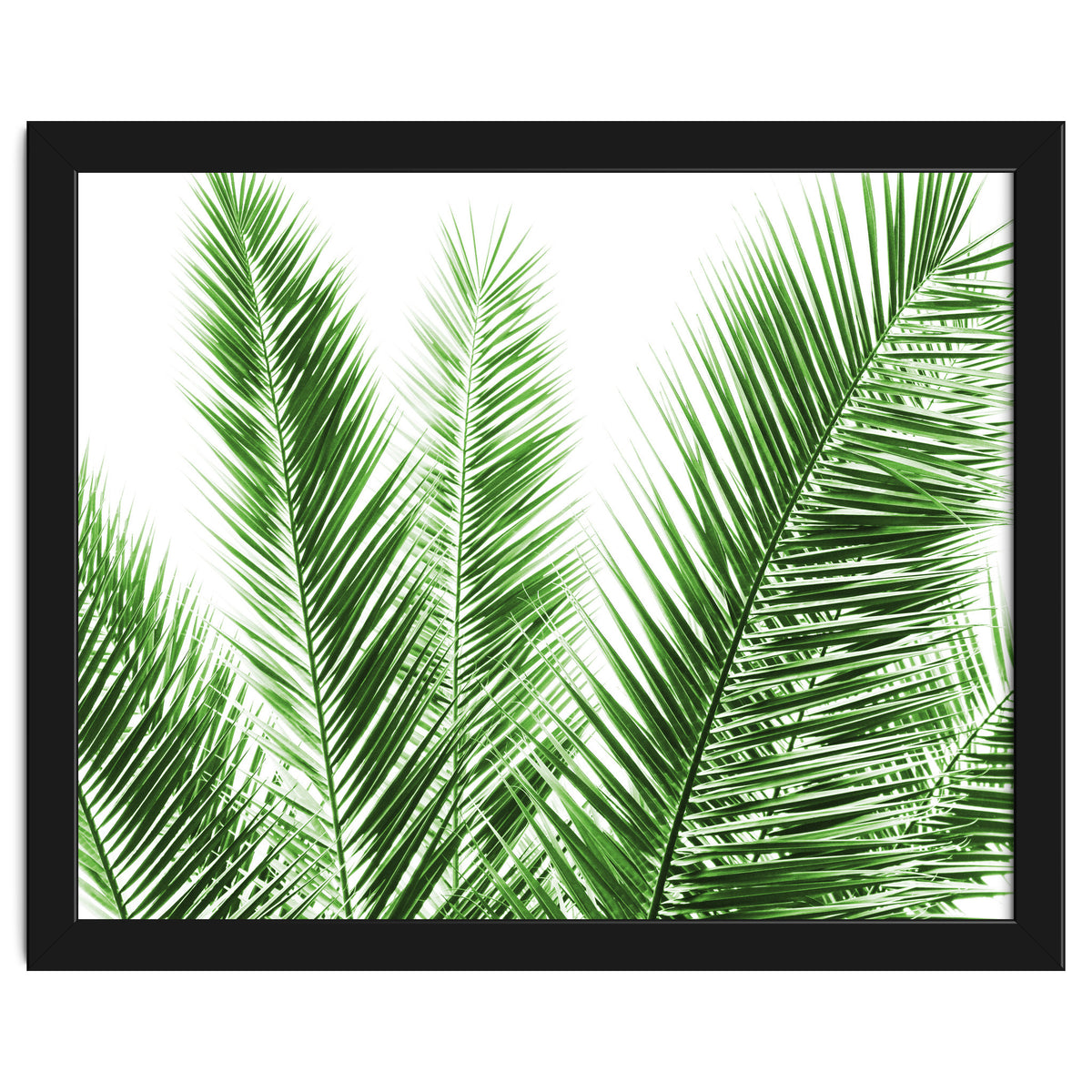 Palm Leaves