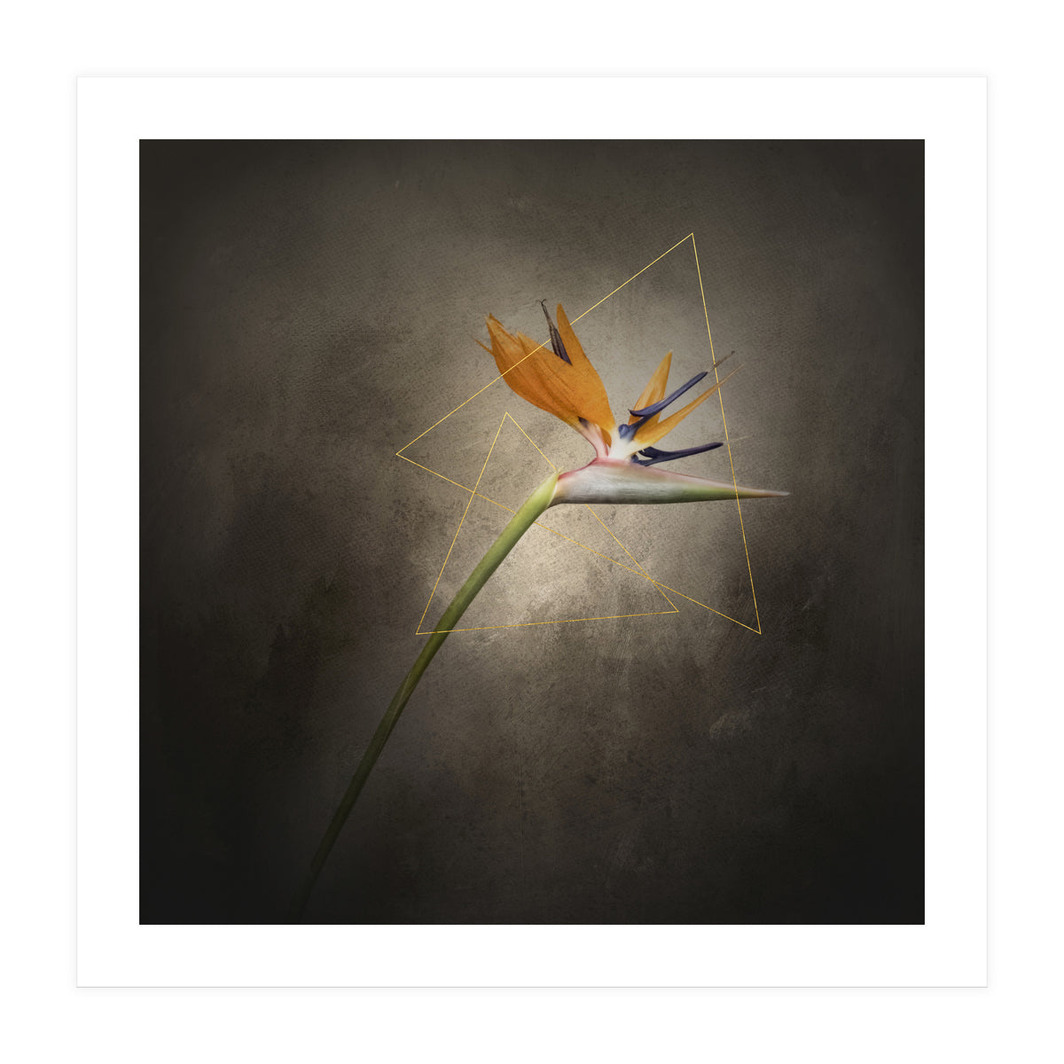 Graceful flower - Strelitzia | vintage style  (Print Only)