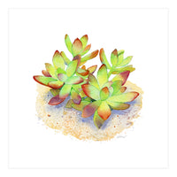 California Sunset Succulent (Print Only)