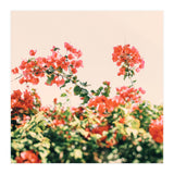 Bouganvillea Dream  (Print Only) thumbnail