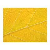Autumn Leaf (Print Only) thumbnail