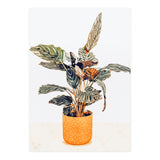 Botany II (Print Only) thumbnail