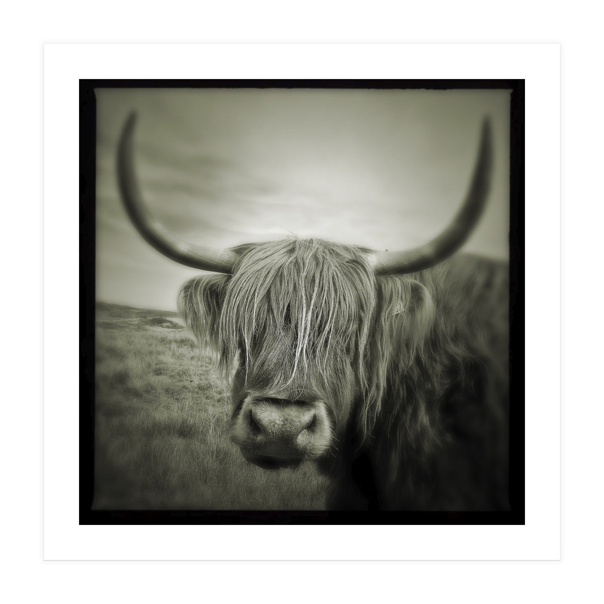 Elgol Cow (Print Only)