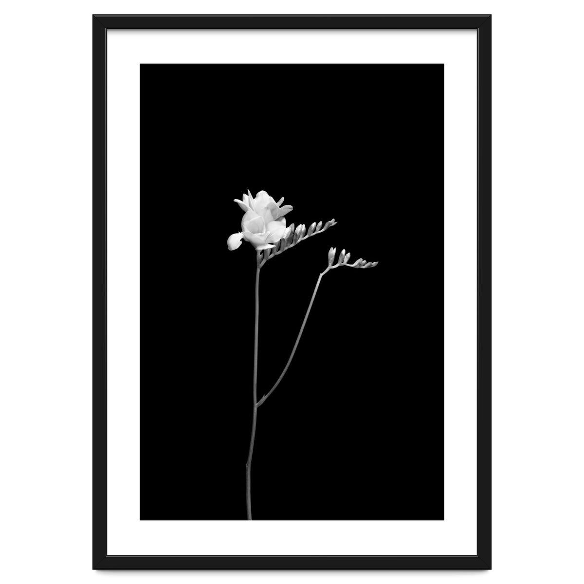 Freesia | dark design