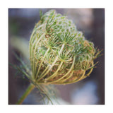 Seed head (Print Only) thumbnail