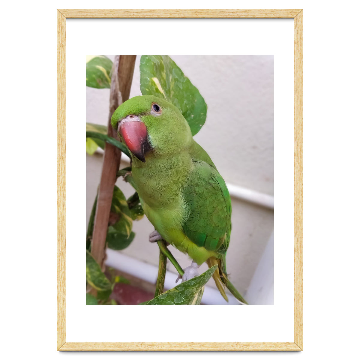 Posing Indian Parrot