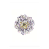 A Peony In Grey Std (Print Only) thumbnail