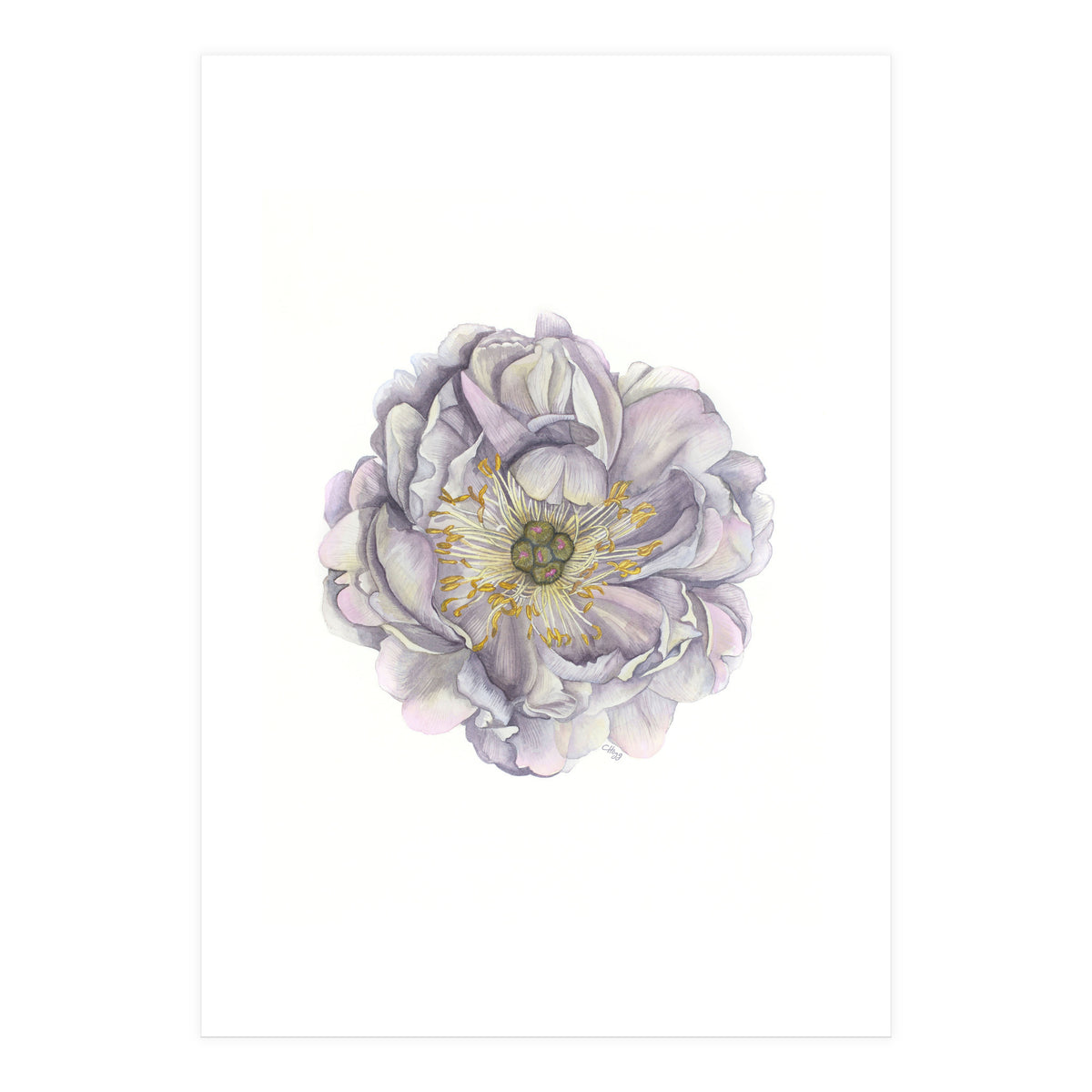 A Peony In Grey Std (Print Only)