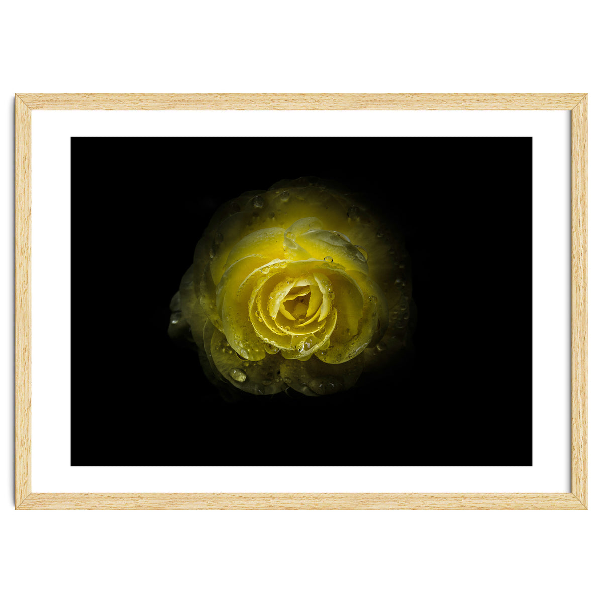 Backyard Flowers 64 Color Version