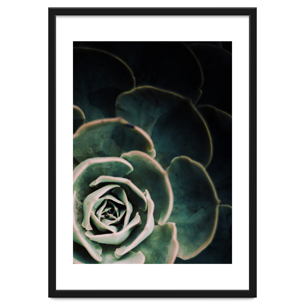 Darkside Of Succulents 4-C