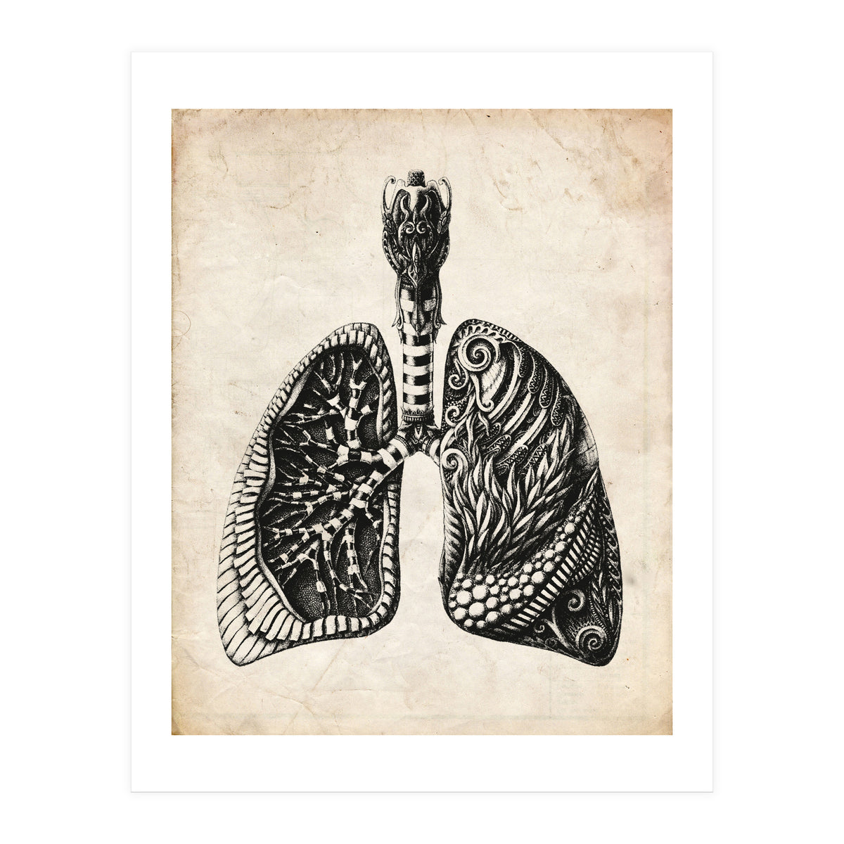 Lungs Anatomy (Print Only)