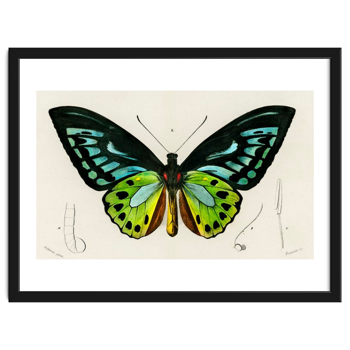 Green birdwing illustrated
