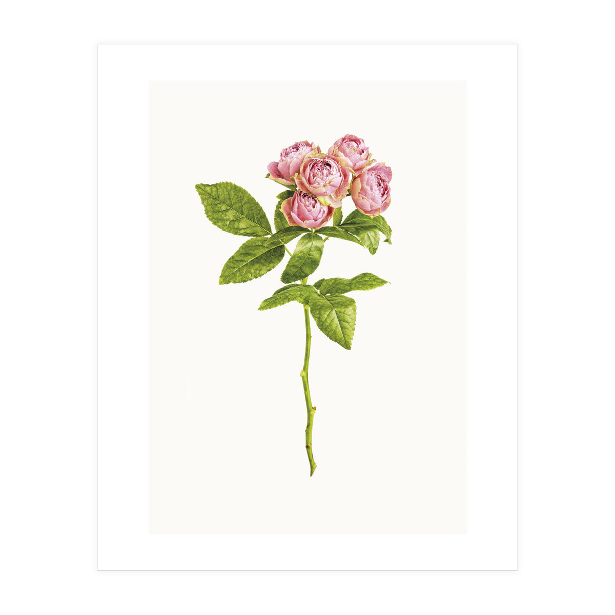 Cc Roses 04 (Print Only)