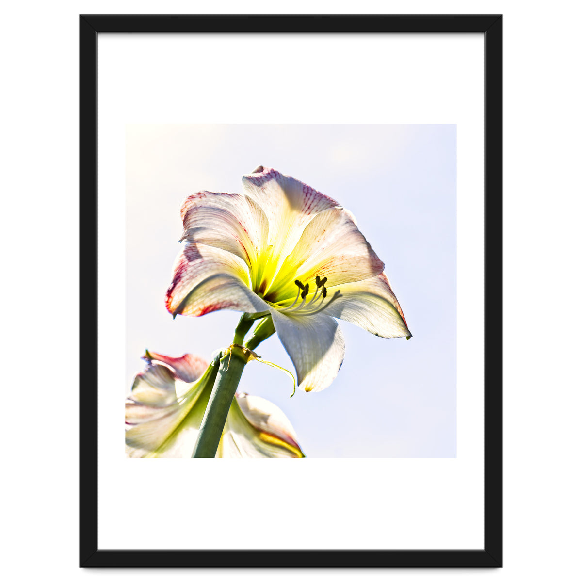 Amaryllis 2