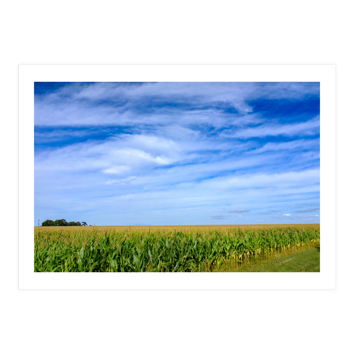 Illinois Cornfield (Print Only)