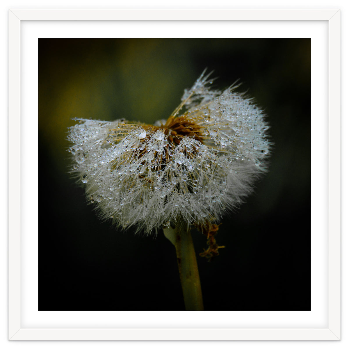Dandelion with Raindrops