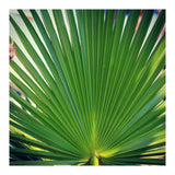 palm leaf (Print Only) thumbnail