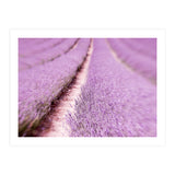 Lilac Love (Print Only) thumbnail